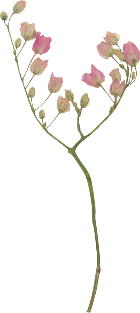 Pressed coral vine flower